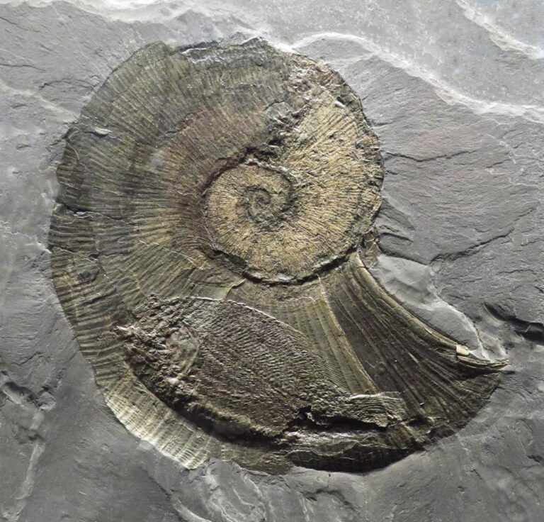 Логотип для Ассоциации Креативных Индустрий