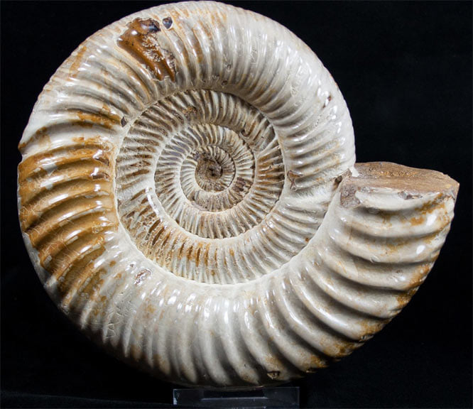 Ракушка, как символ! Презентация brand ID Ассоциации креативных индустрий.